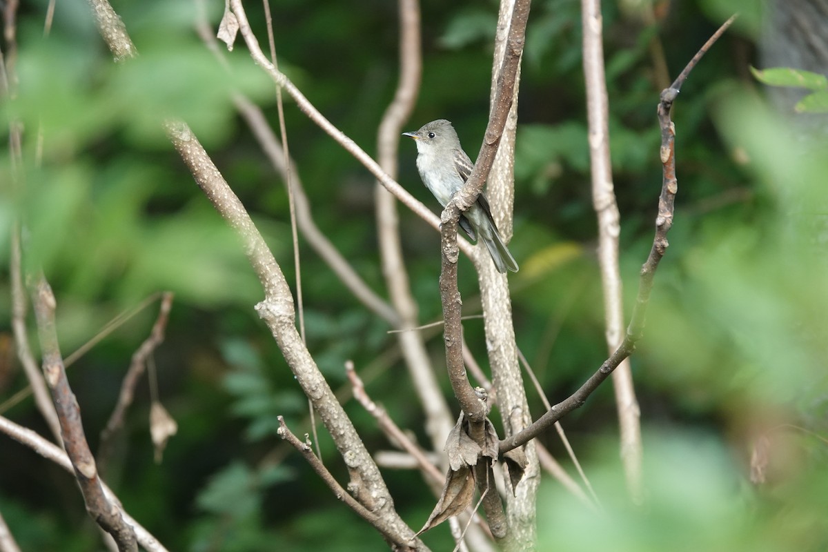 Eastern Wood-Pewee - ML643578328