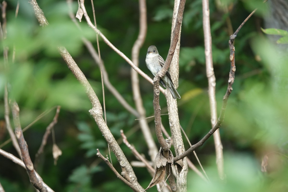 Eastern Wood-Pewee - ML643578329
