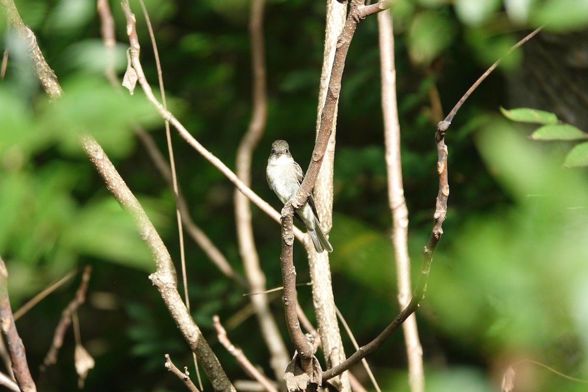 Eastern Wood-Pewee - ML643578330