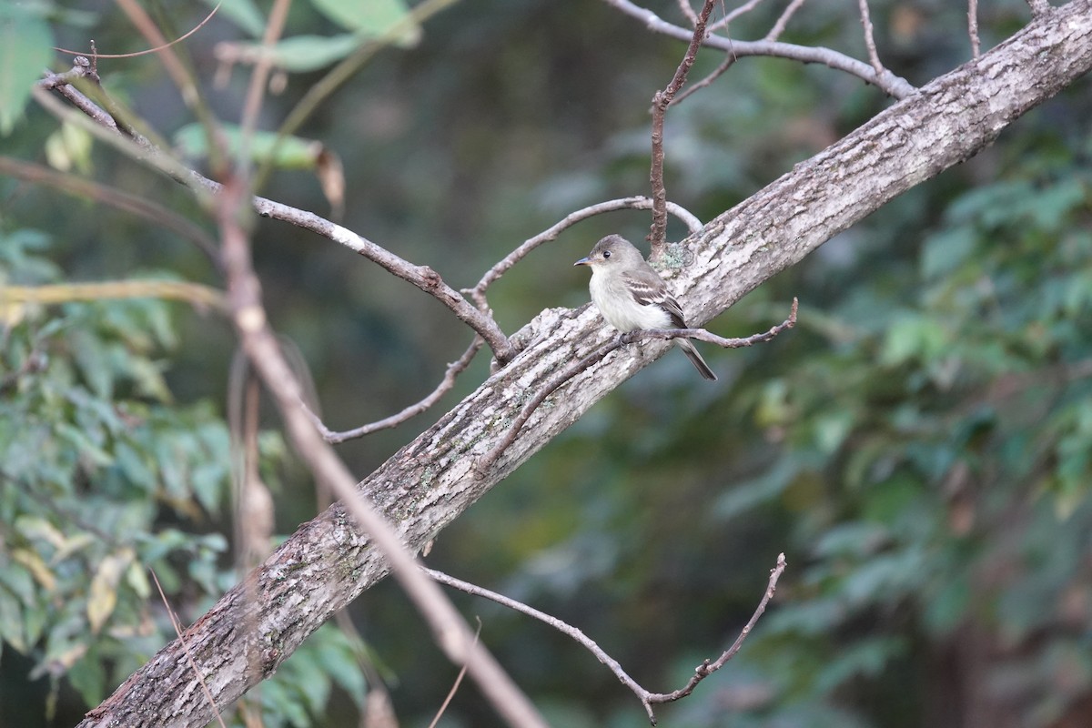 Eastern Wood-Pewee - ML643578331