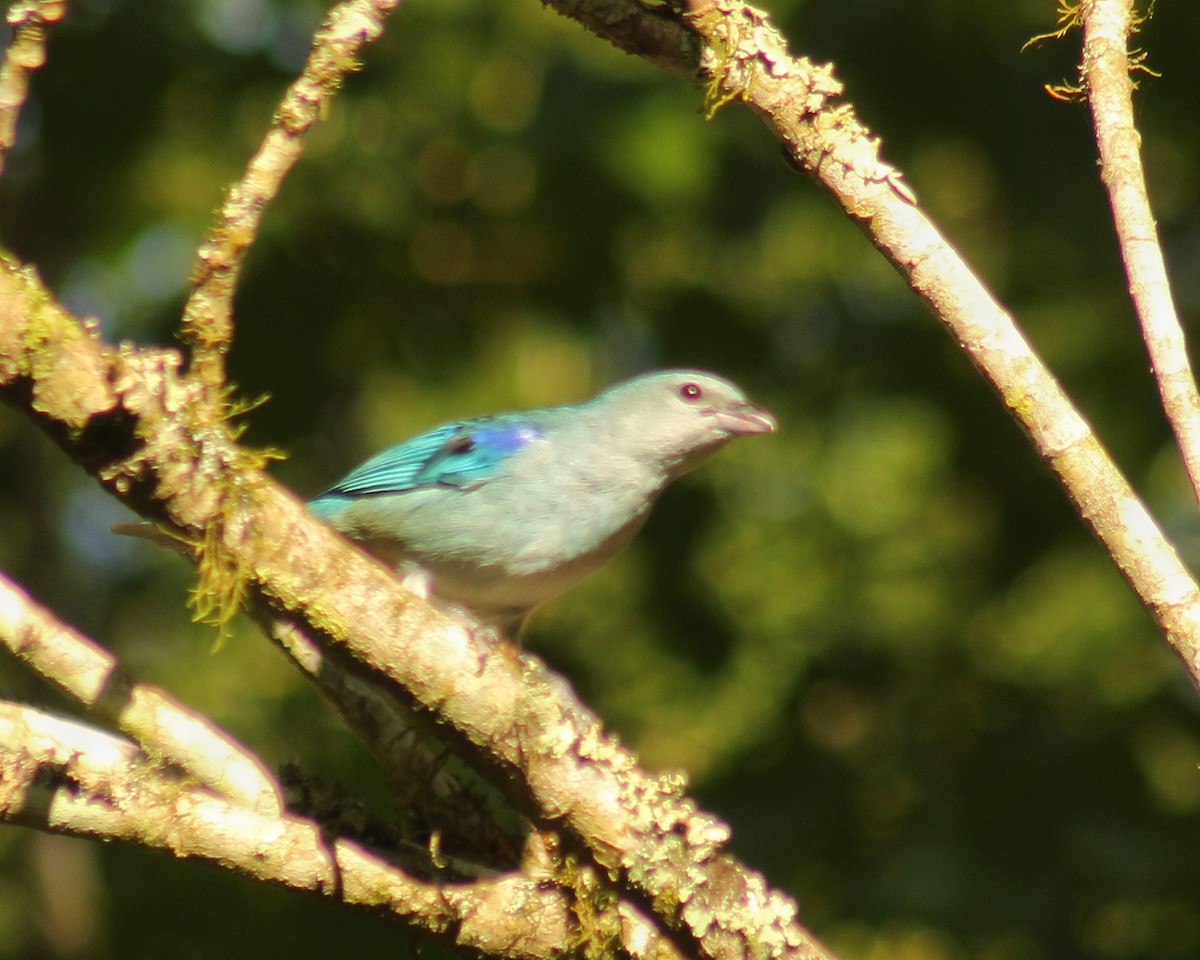 Azure-shouldered Tanager - ML643578349