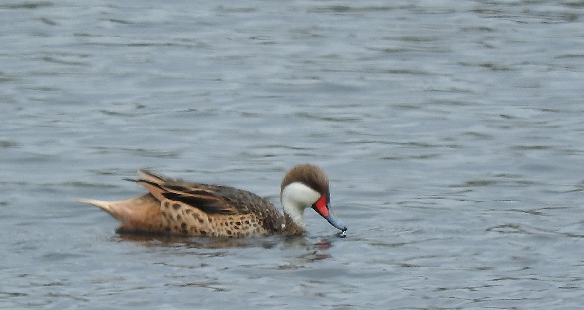 White-cheeked Pintail - ML643578376