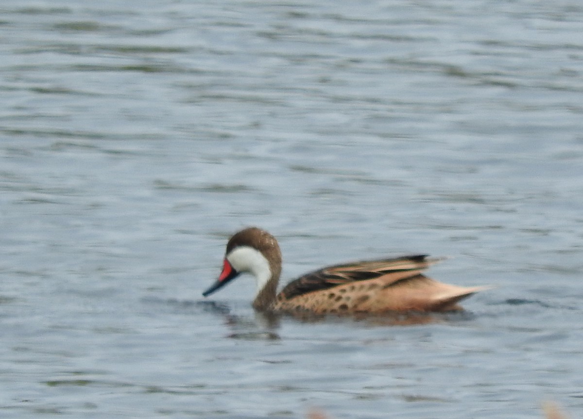 White-cheeked Pintail - ML643578377