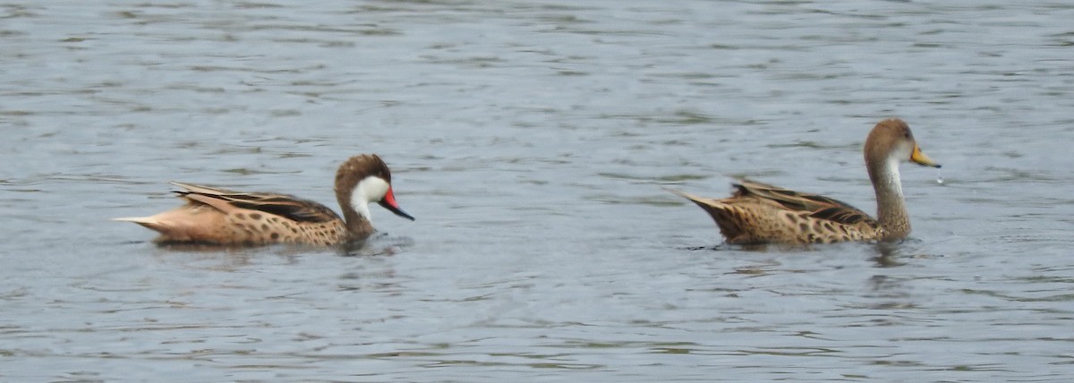 White-cheeked Pintail - ML643578378