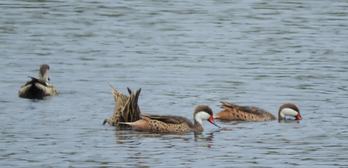 White-cheeked Pintail - ML643578379