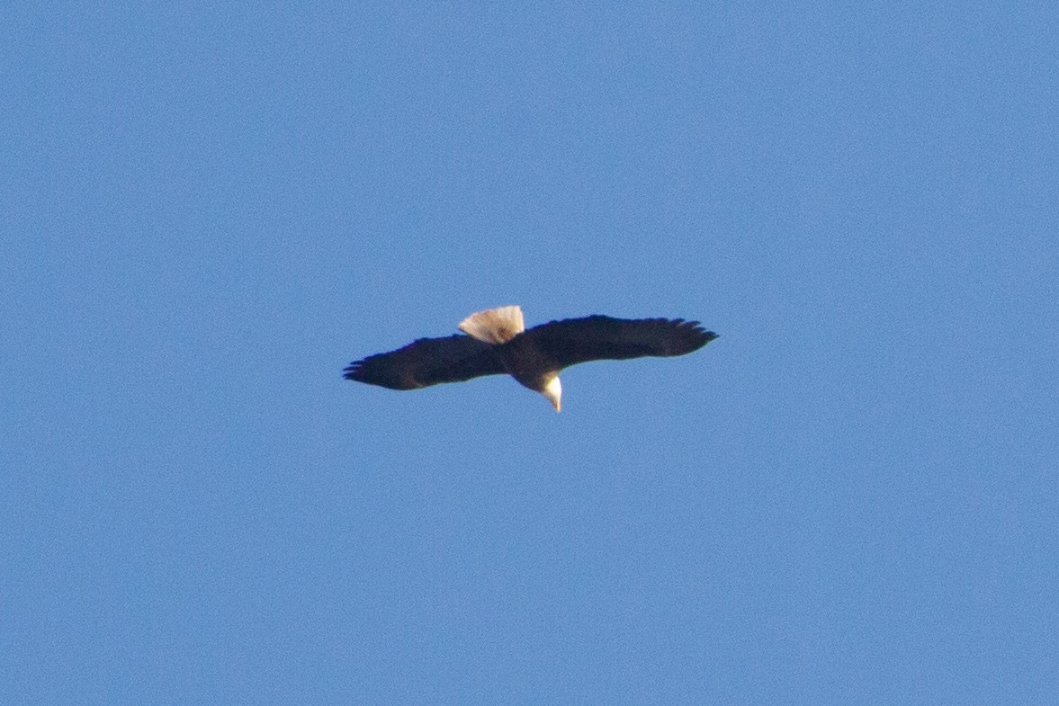 Bald Eagle - ML643578380