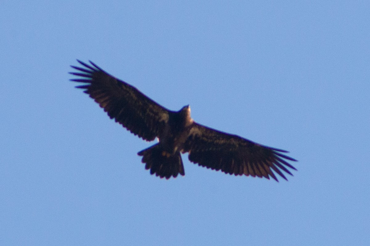 Bald Eagle - ML643578381