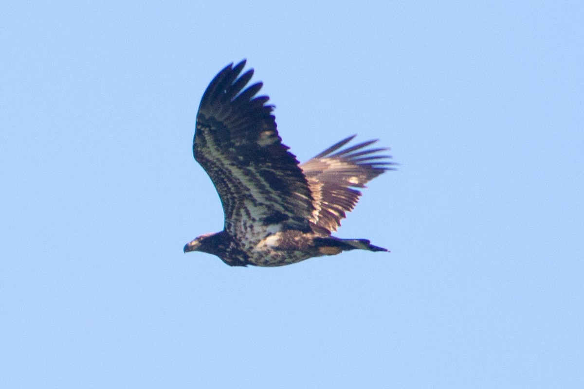 Bald Eagle - ML643578382