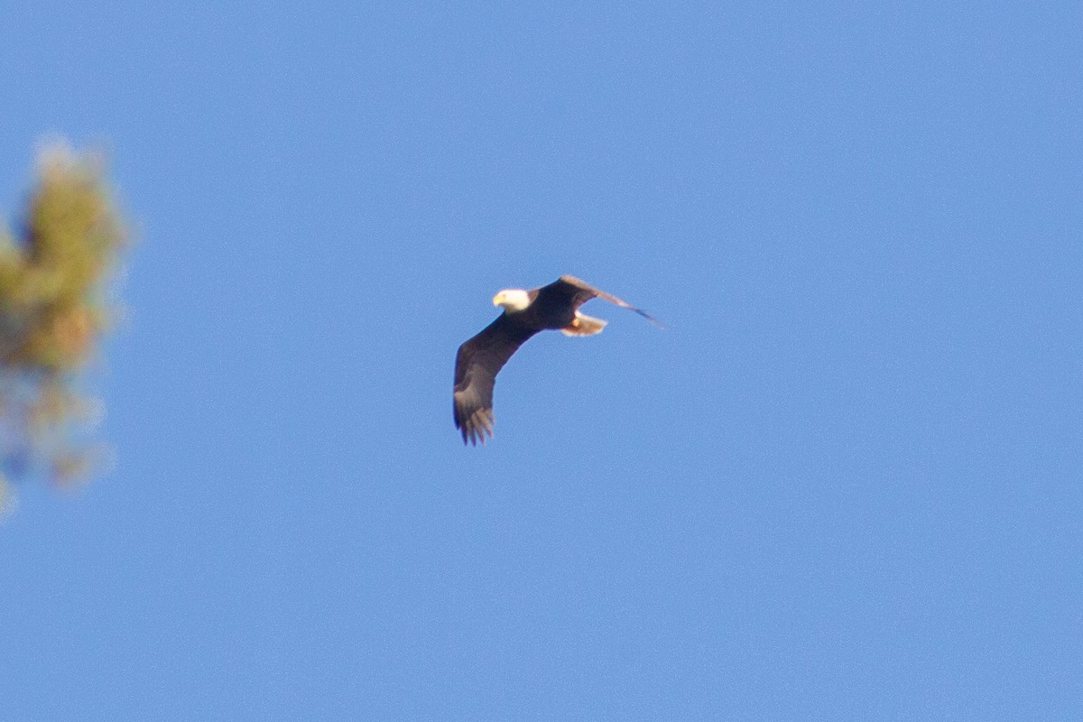 Bald Eagle - ML643578384