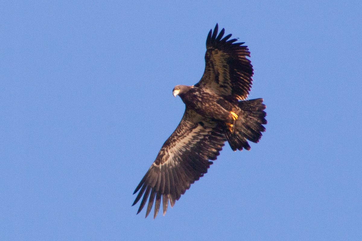 Bald Eagle - ML643578385