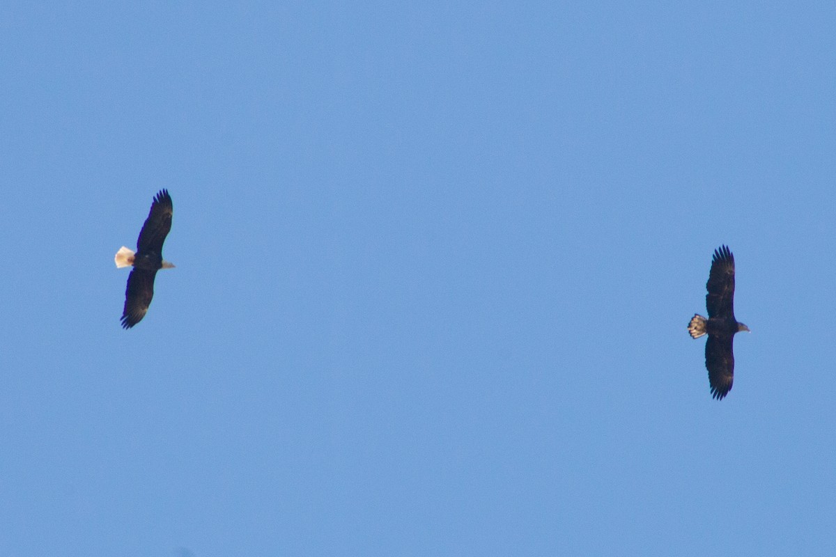 Bald Eagle - ML643578386