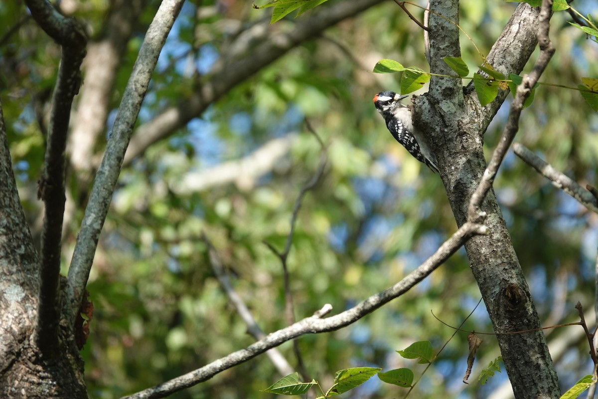 Downy Woodpecker - ML643578392