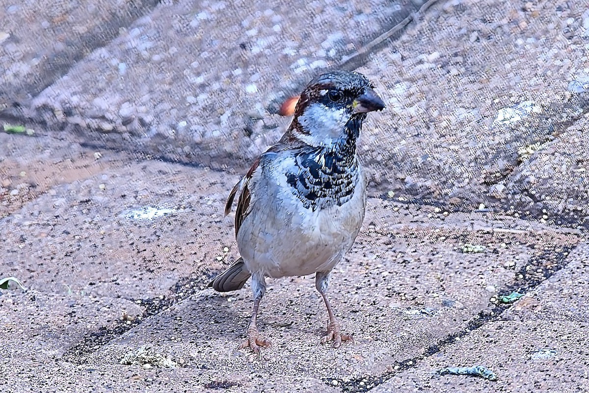 House Sparrow - ML643578411