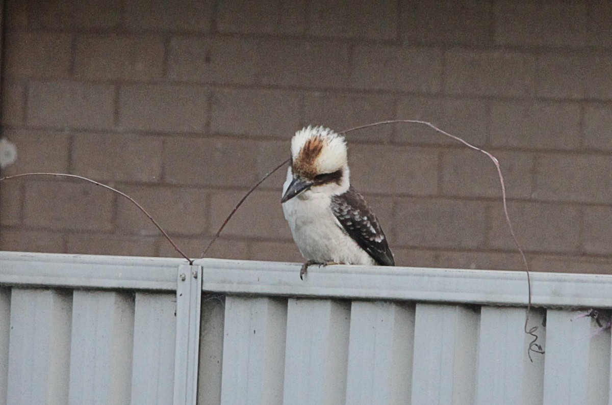 Laughing Kookaburra - ML643578412