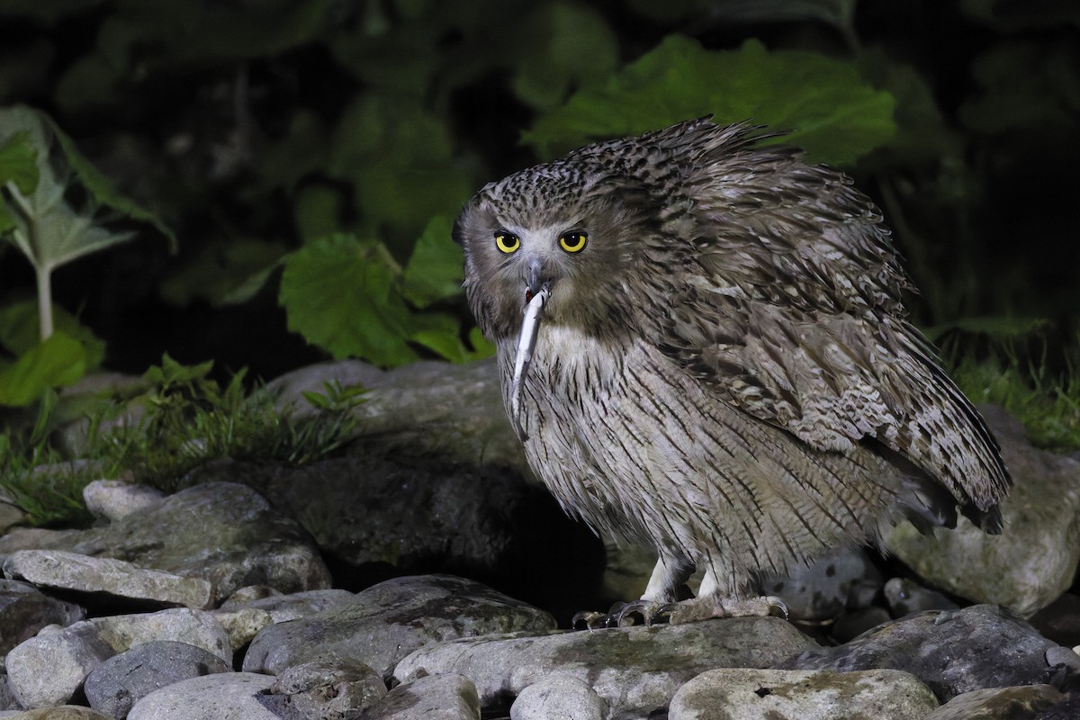 Blakiston's Fish-Owl - ML643578417