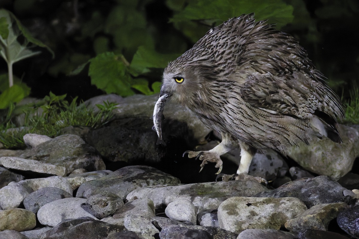 Blakiston's Fish-Owl - ML643578418