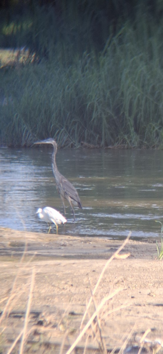 Great Blue Heron - ML643578420