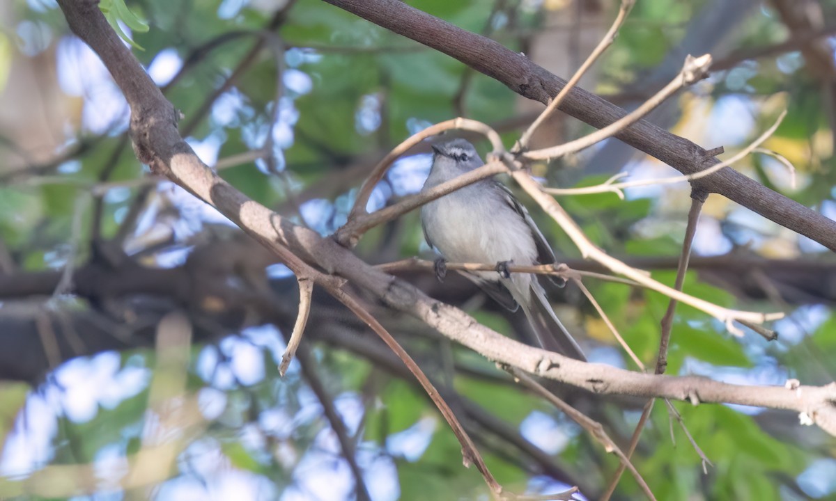White-crested Tyrannulet (White-bellied) - ML643578422