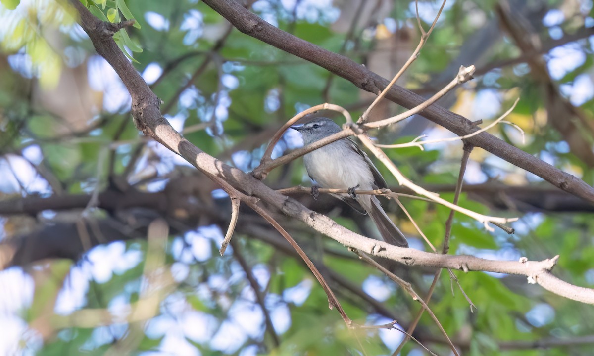 White-crested Tyrannulet (White-bellied) - ML643578423