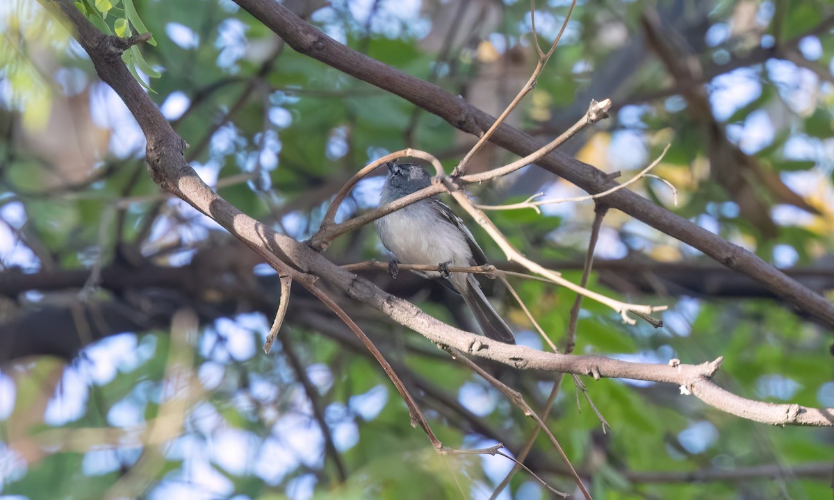 White-crested Tyrannulet (White-bellied) - ML643578424