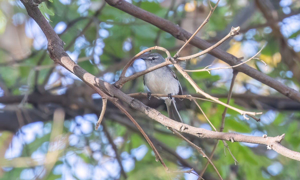 White-crested Tyrannulet (White-bellied) - ML643578425