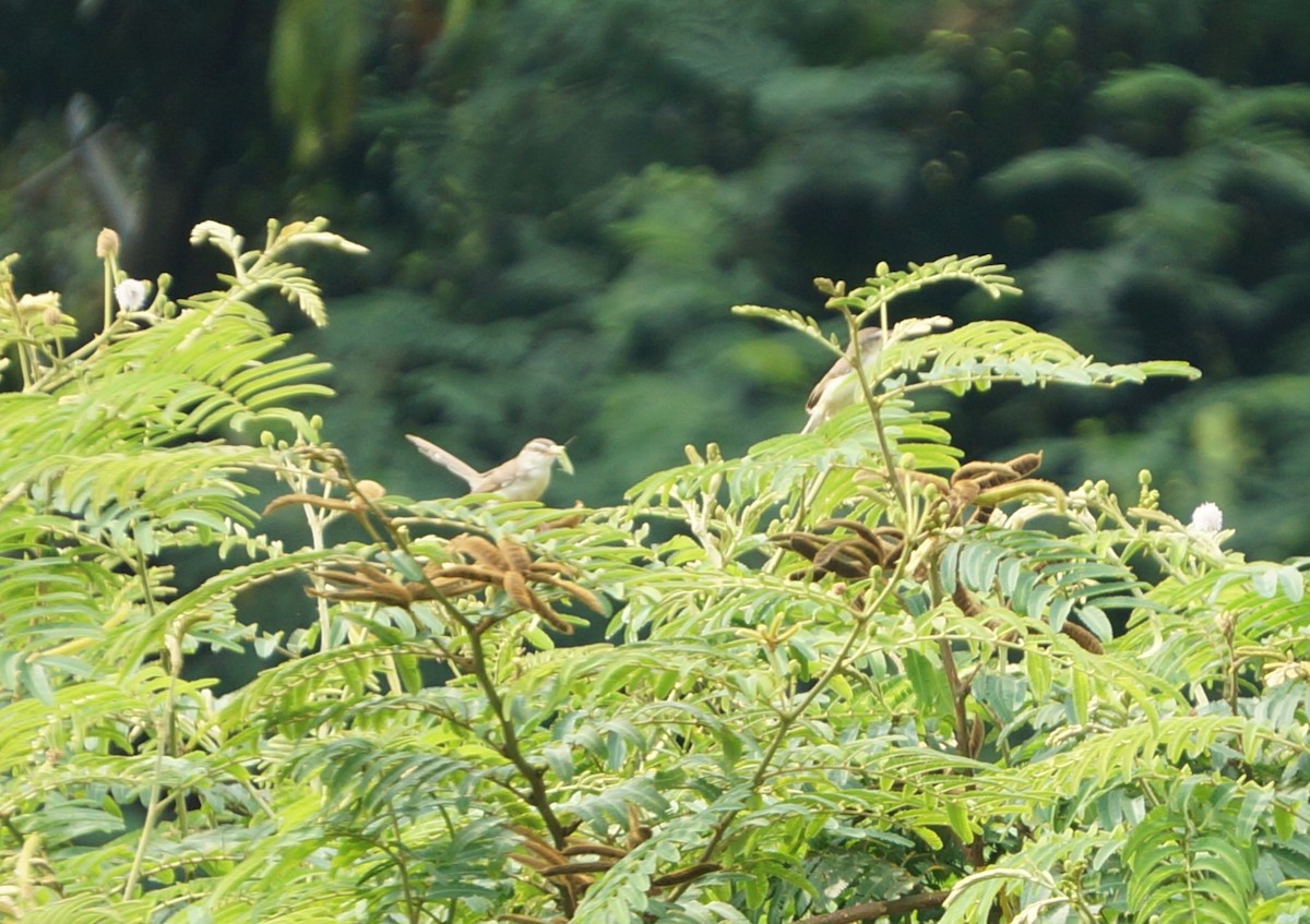 Plain Prinia - ML643578439