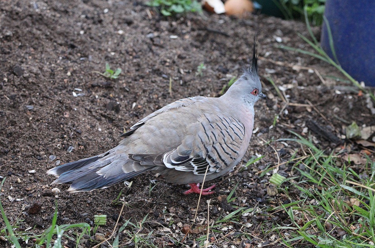 Crested Pigeon - ML643578440