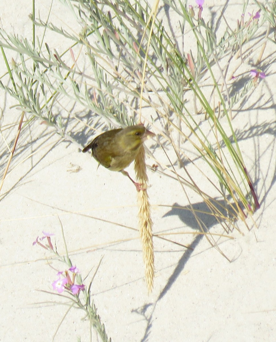 European Greenfinch - ML643578444