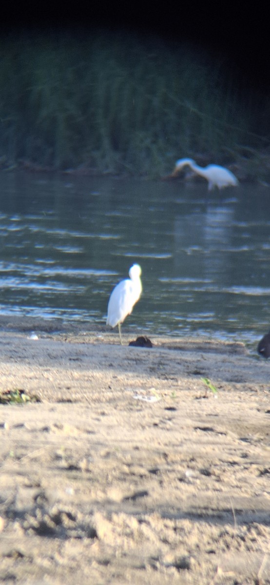Western Cattle-Egret - ML643578457