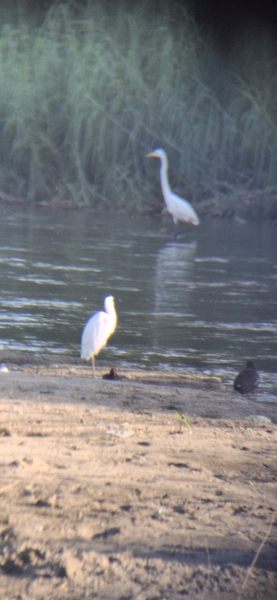 Western Cattle-Egret - ML643578463