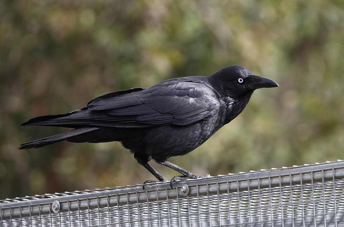 Australian Raven - ML643578467