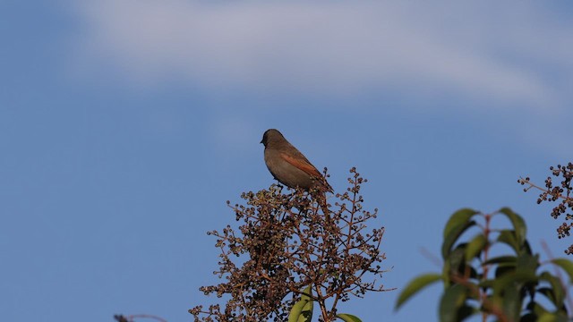 Grayish Baywing - ML643578471