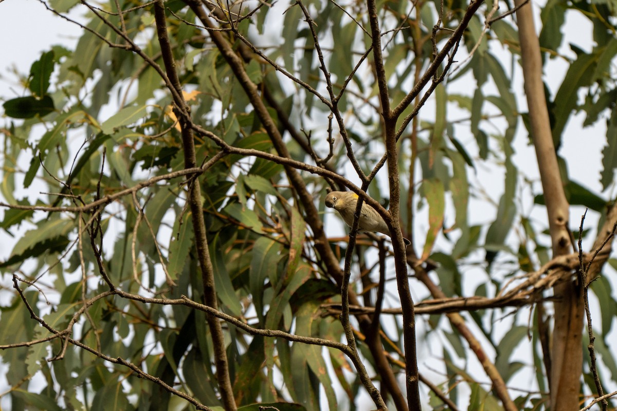 Yellow-rumped Warbler (Audubon's) - ML643578474