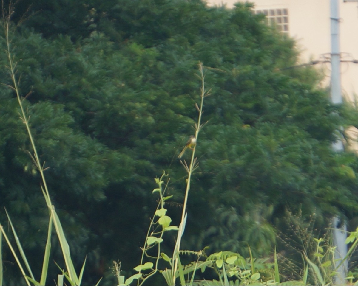 Prinia à ventre jaune - ML643578476