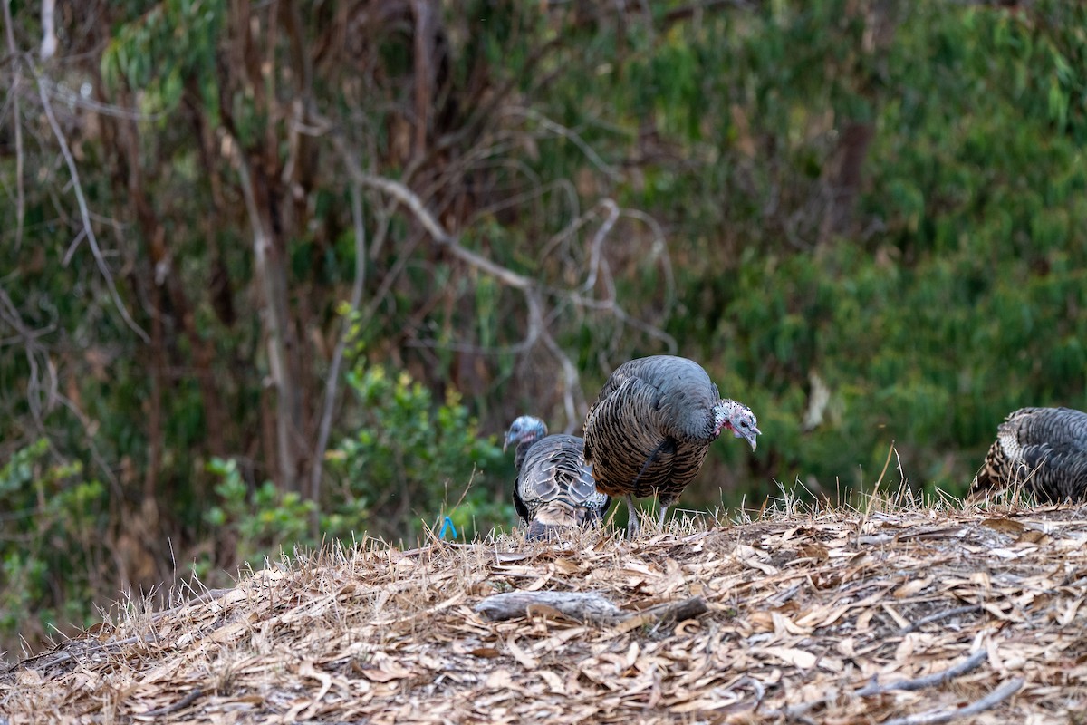 Guajolote Gallipavo - ML643578479