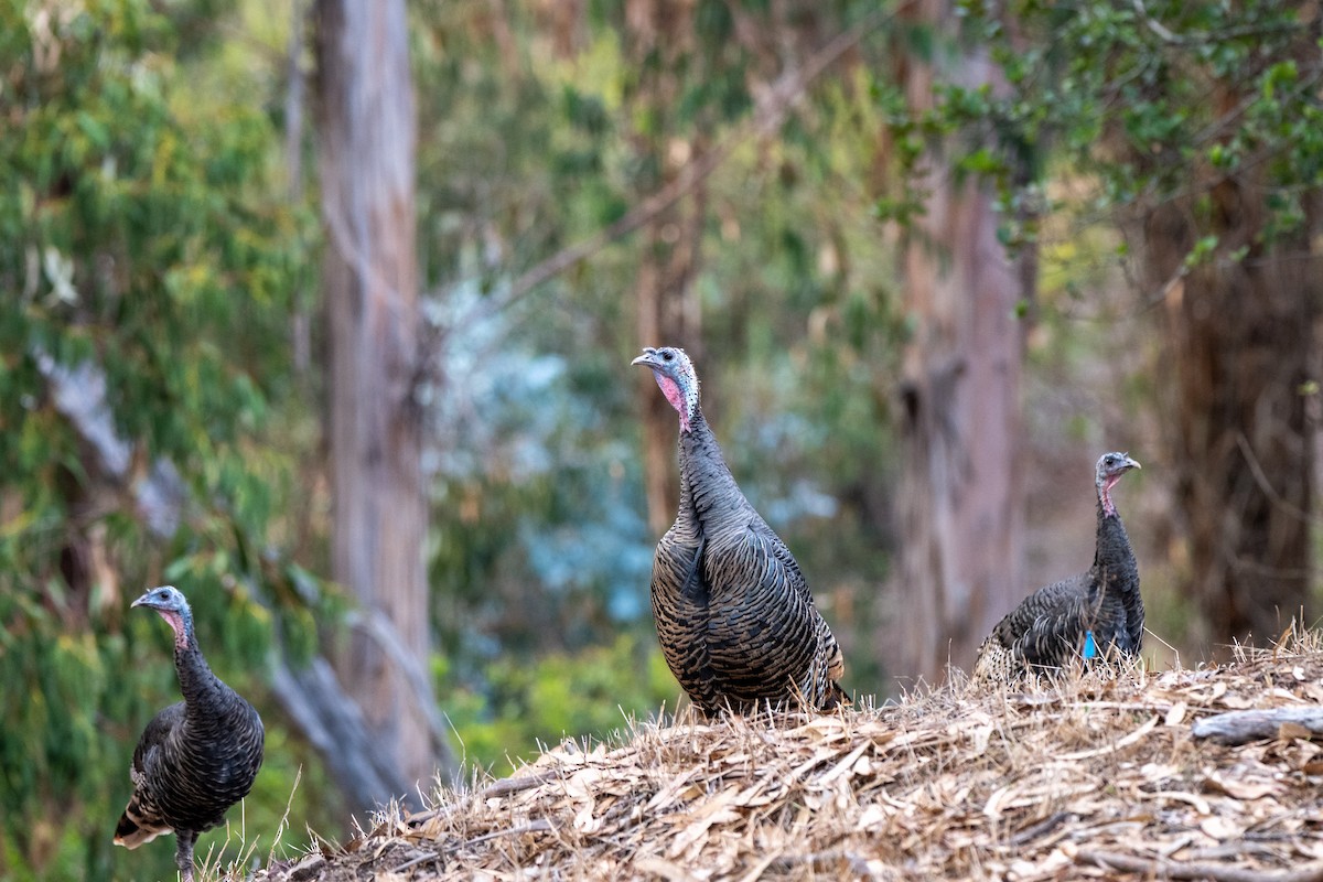 Guajolote Gallipavo - ML643578480