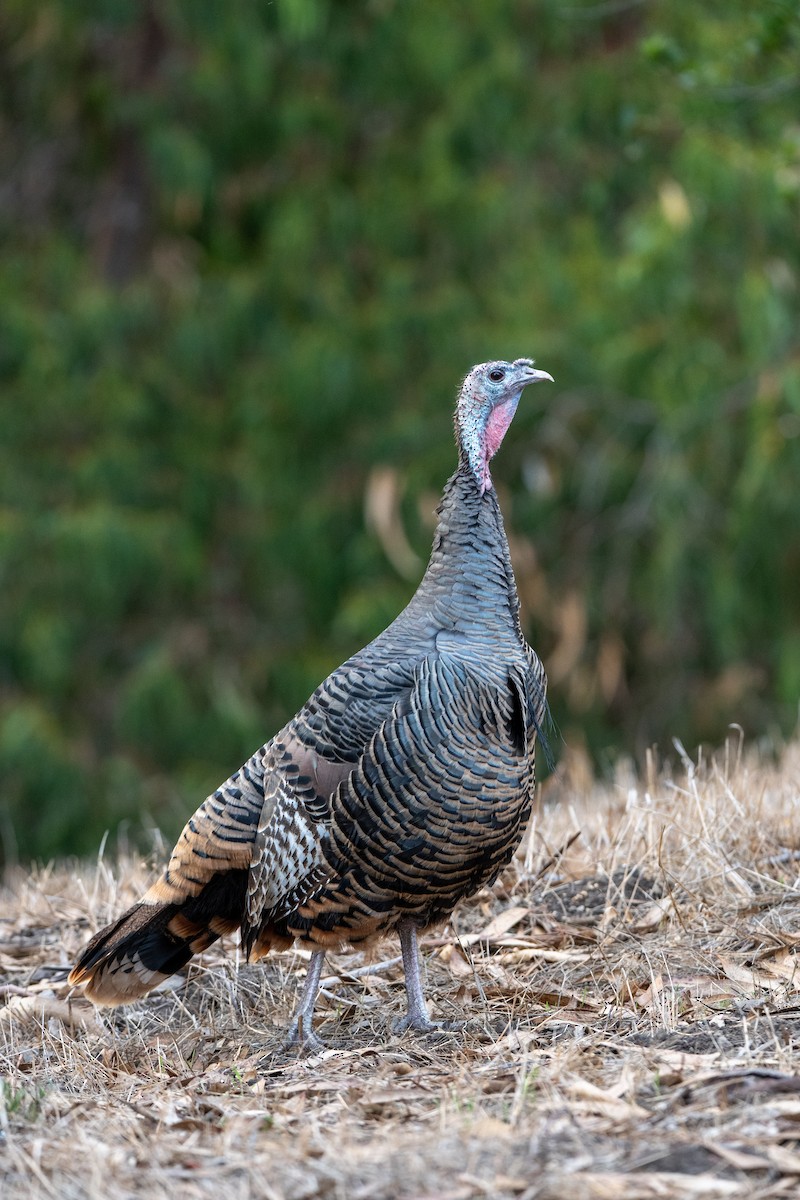 Guajolote Gallipavo - ML643578481