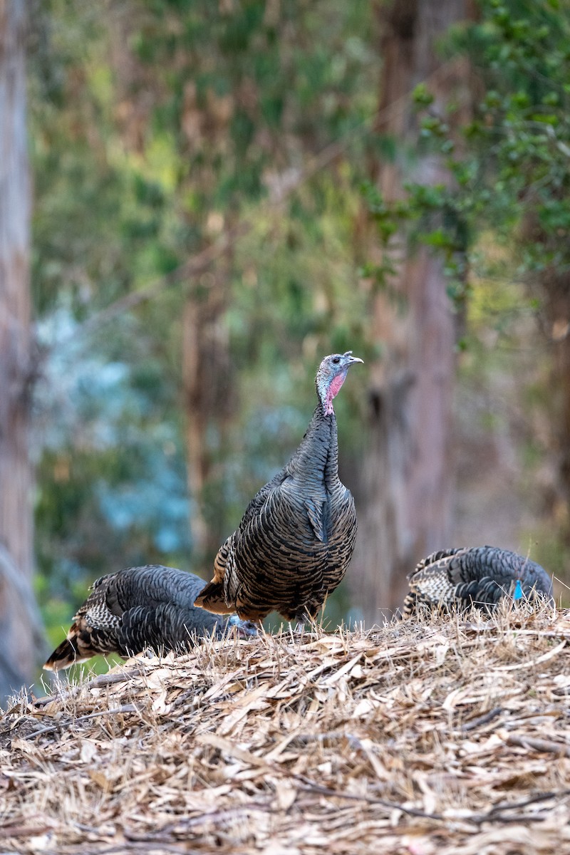 Guajolote Gallipavo - ML643578482