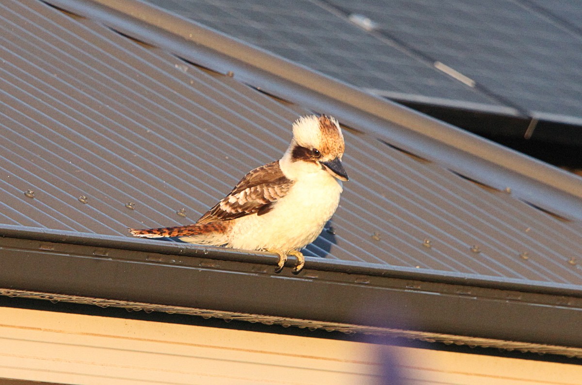 Laughing Kookaburra - ML643578489