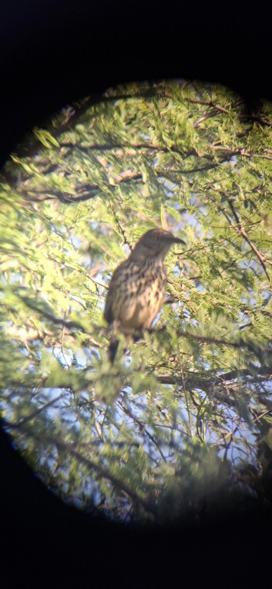 Gray Thrasher - ML643578506
