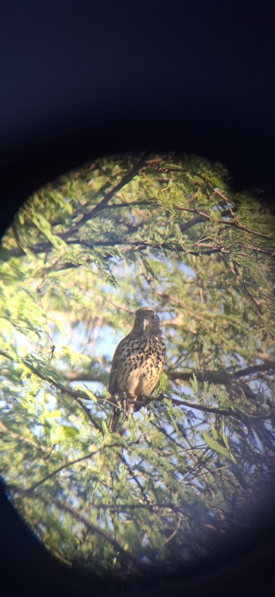 Gray Thrasher - ML643578507