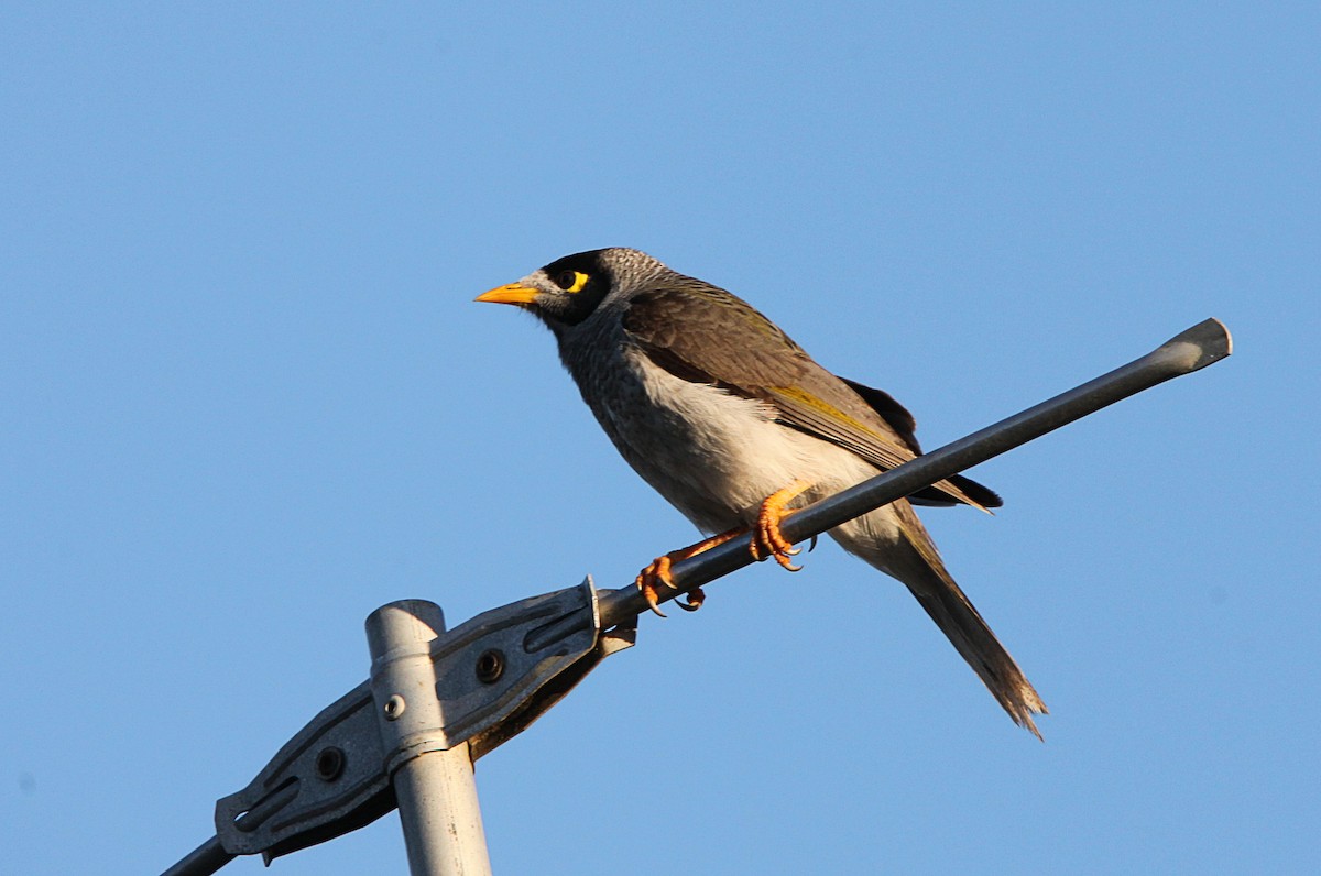 Noisy Miner - ML643578526