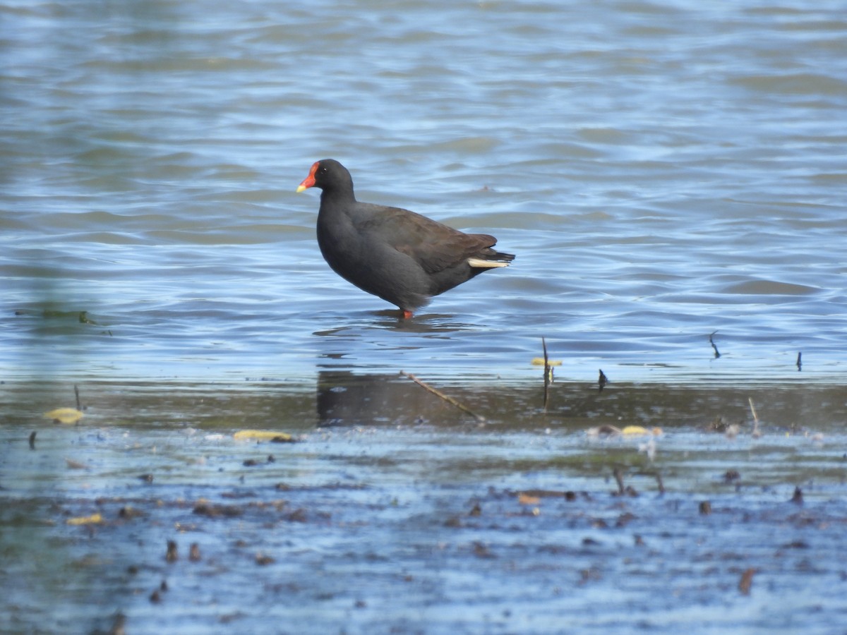 Dusky Moorhen - ML643578530