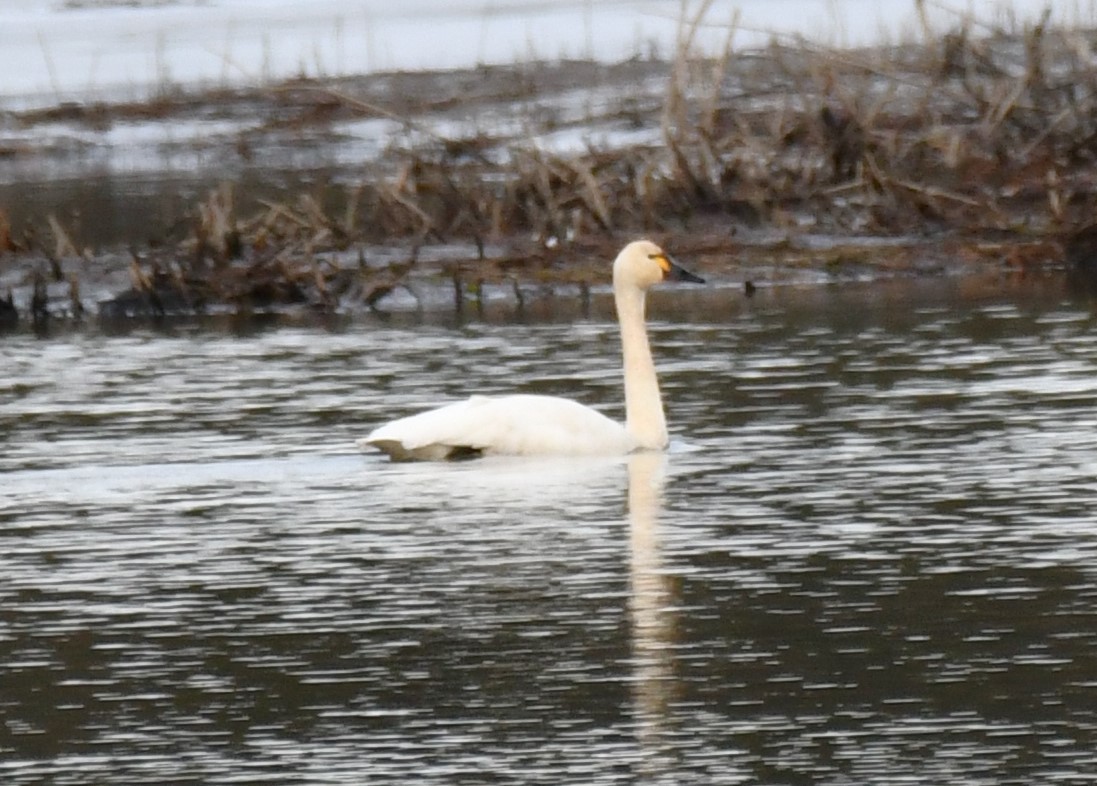 Tundra Swan - ML643578531