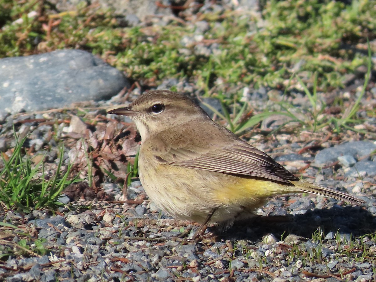 Palm Warbler - ML643578534