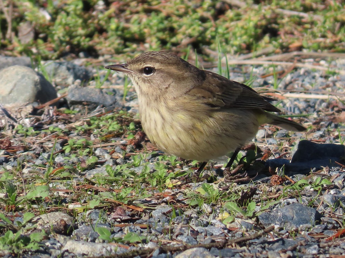 Palm Warbler - ML643578535