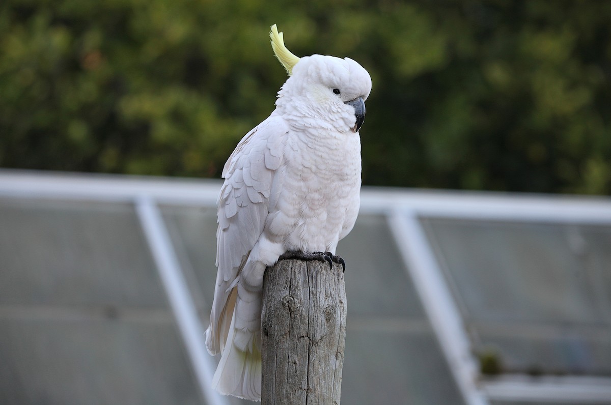 Sulphur-crested Cockatoo - ML643578538