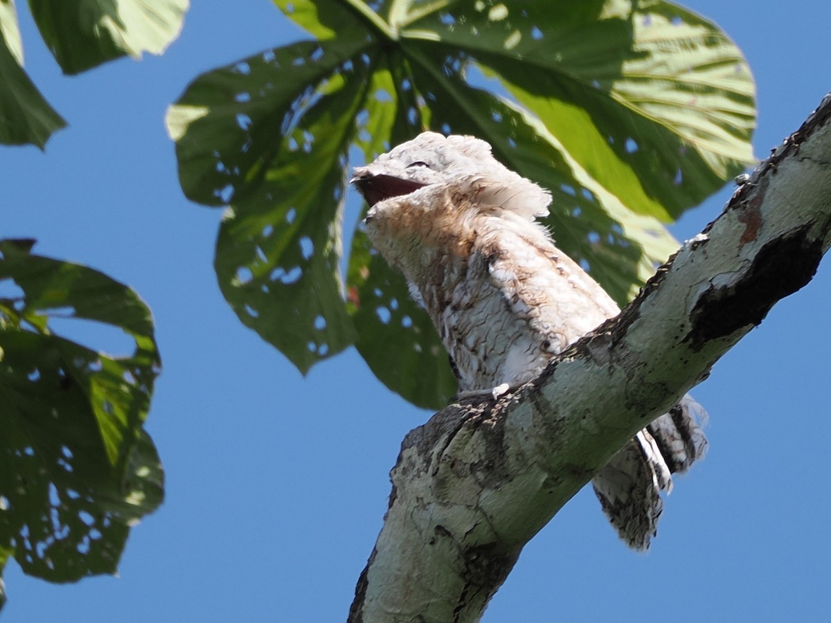 Great Potoo - ML643578539
