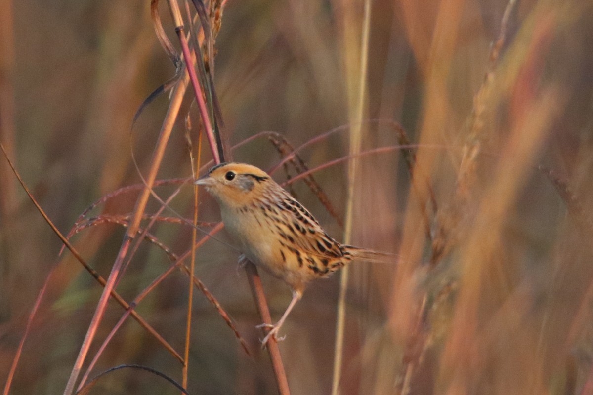 LeConte's Sparrow - ML643578540