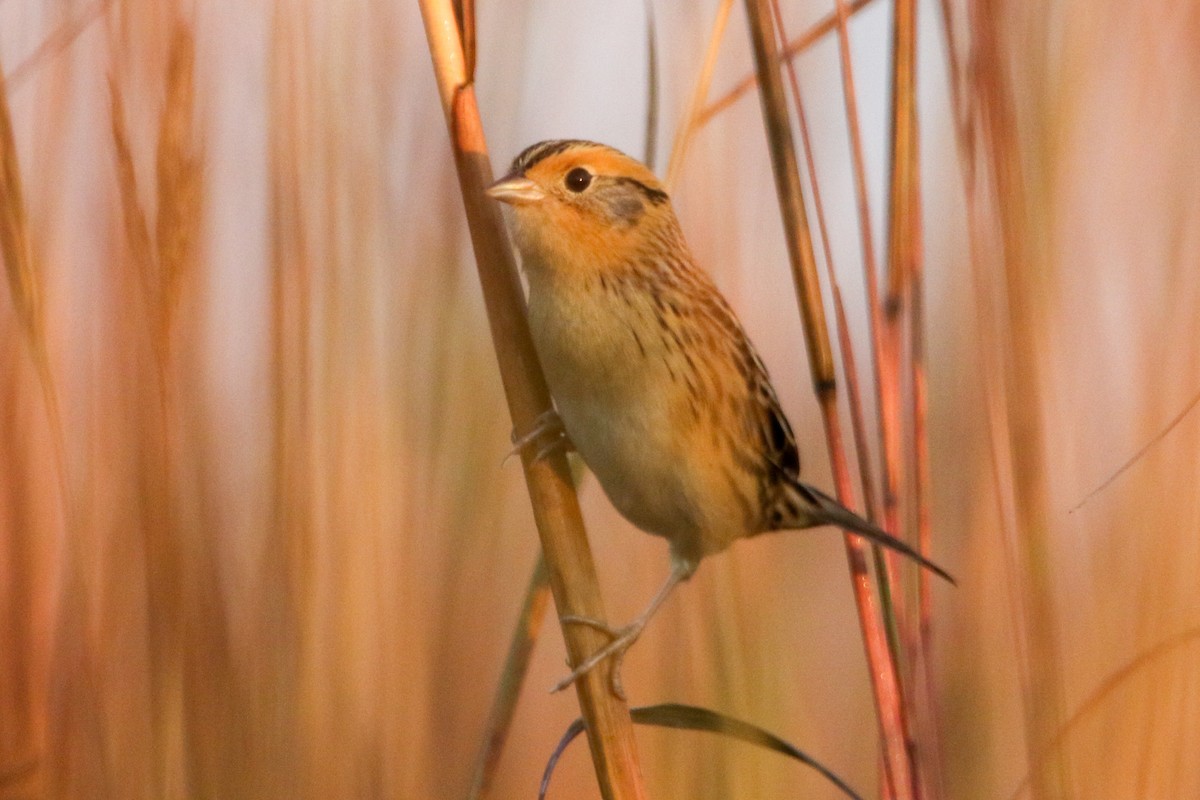 LeConte's Sparrow - ML643578541
